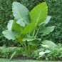 12 PCS Heirloom Alocasia Macrorrhiza Green Giant Taro Indoor Plant Seeds