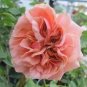 50 PCS Double Pink F1 Flower Seeds