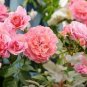 50 PCS Double Pink F1 Flower Seeds