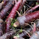 100 PCS Rare Organic Dark Purple Edible Carrot Seeds 100 PCS Rare Organic Dark Purple Edible Carrot Seeds