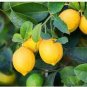 20 PCS Rare Lemon Seeds