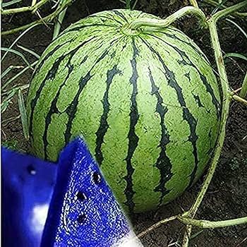 10 PCS Rarest African Blue Watermelon NON-GMO Seeds