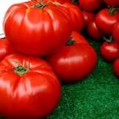 100 PCS Super Rare Red Giant Competition Tomato Seeds