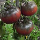 200 PCS Rare Heirloom Big Black Tomato 'Xu Fu Ji' Organic Seeds 200 PCS Rare Heirloom Big Black Tomato 'Xu Fu Ji' Organic Seeds