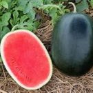 20 PCS Improved Black Skin Red Watermelon Hybrid Seeds 20 PCS Improved Black Skin Red Watermelon Hybrid Seeds