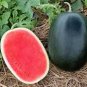 20 PCS Improved Black Skin Red Watermelon Hybrid Seeds