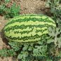 20 PCS Green Skin Long Sweet Red Watermelon 'Wu Gu' Organic Seeds