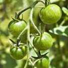 200 PCS Green Cherry Tomato Seeds
