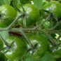 200 PCS Green Cherry Tomato Seeds