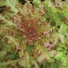 30 PCS Red Salad Bowl Leaf Lettuce Seeds Lactuca Organic Heirloom Vegetables 30 PCS Red Salad Bowl Leaf Lettuce Seeds Lactuca Organic Heirloom Vegetables