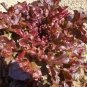 30 PCS Red Salad Bowl Leaf Lettuce Seeds Lactuca Organic Heirloom Vegetables