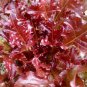 30 PCS Red Salad Bowl Leaf Lettuce Seeds Lactuca Organic Heirloom Vegetables