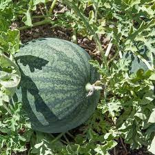 20 PCS Dark Green Skin Red Watermelon 'Tian Chang' Organic Seed