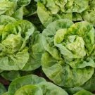 20 PCS Cream Lettuce Seeds Butter Head Little Gem Organic Natural Vegetable Seed
