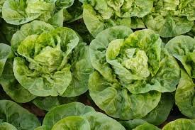 20 PCS Cream Lettuce Seeds Butter Head Little Gem Organic Natural Vegetable Seed