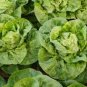 20 PCS Cream Lettuce Seeds Butter Head Little Gem Organic Natural Vegetable Seed