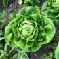 20 PCS Cream Lettuce Seeds Butter Head Little Gem Organic Natural Vegetable Seed