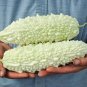 10 PCS White Ultra Rare Bitter Melon Bitter Gourd Beauty Seeds