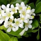 20 PCS Heirloom Murraya Paniculata Orange Jasmine Seeds 20 PCS Heirloom Murraya Paniculata Orange Jasmine Seeds