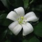 20 PCS Heirloom Murraya Paniculata Orange Jasmine Seeds
