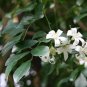 20 PCS Heirloom Murraya Paniculata Orange Jasmine Seeds
