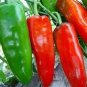 100 PCS Heirloom Long Giant Ox Horn Sweet Pepper Organic Seeds