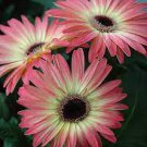50 PCS Hybrid New Light Rose Pink Bellis perennis Daisy Flower Seeds 50 PCS Hybrid New Light Rose Pink Bellis perennis Daisy Flower Seeds