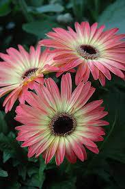 50 PCS Hybrid New Light Rose Pink Bellis perennis Daisy Flower Seeds
