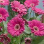 50 PCS Hybrid New Light Rose Pink Bellis perennis Daisy Flower Seeds