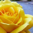 50 PCS Heirloom Yunnan Yellow Rose Flower Perennial Shrub Plant Seeds 50 PCS Heirloom Yunnan Yellow Rose Flower Perennial Shrub Plant Seeds