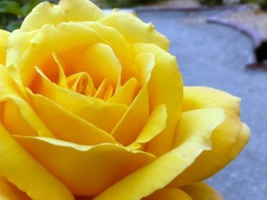 50 PCS Heirloom Yunnan Yellow Rose Flower Perennial Shrub Plant Seeds