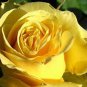 50 PCS Heirloom Yunnan Yellow Rose Flower Perennial Shrub Plant Seeds