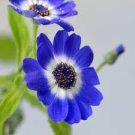 30 PCS Dark Blue White Florist's Cineraria F2 Seeds