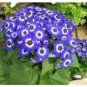 30 PCS Dark Blue White Florist's Cineraria F2 Seeds