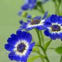 30 PCS Dark Blue White Florist's Cineraria F2 Seeds