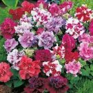 200 PCS Bonanza Double Plicated Petunia Mixed Seeds