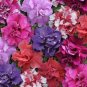200 PCS Bonanza Double Plicated Petunia Mixed Seeds