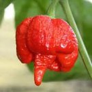 10 PCS Trinidad Moruga Scorpion Red Green Chili Pepper Vegetables Seeds 10 PCS Trinidad Moruga Scorpion Red Green Chili Pepper Vegetables Seeds