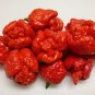 10 PCS Trinidad Moruga Scorpion Red Green Chili Pepper Vegetables Seeds