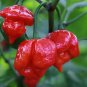 10 PCS Trinidad Moruga Scorpion Red Green Chili Pepper Vegetables Seeds