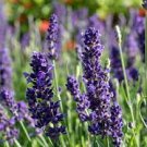 20 PCS Hidcote Blue Provence Lavender Seeds