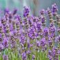20 PCS Hidcote Blue Provence Lavender Seeds