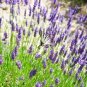 20 PCS Hidcote Blue Provence Lavender Seeds