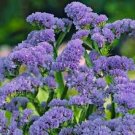 100 PCS Nature Fresh Beautiful Purple Lavender Seeds