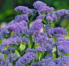 100 PCS Nature Fresh Beautiful Purple Lavender Seeds
