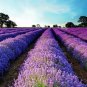 100 PCS Nature Fresh Beautiful Purple Lavender Seeds