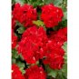 10 PCS Geranium 'St Gerorge' Seeds