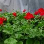 10 PCS Geranium 'St Gerorge' Seeds
