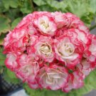 10 PCS Geranium 'Apple Blossom Rosebud' Seeds 10 PCS Geranium 'Apple Blossom Rosebud' Seeds