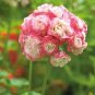 10 PCS Geranium 'Apple Blossom Rosebud' Seeds